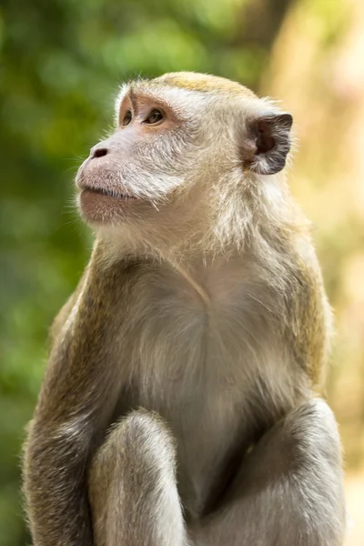 Opice se těším — Stock fotografie