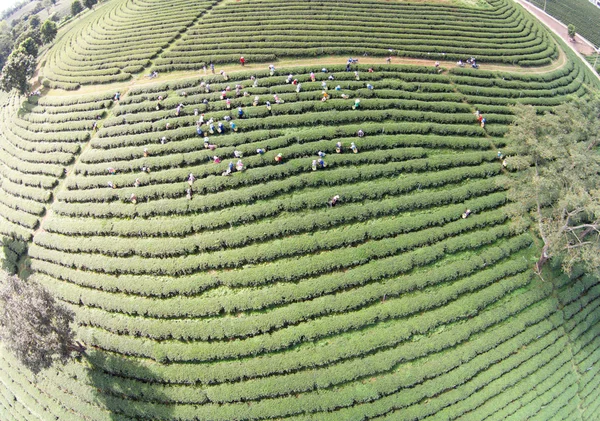 Raccolta di tè verde da parte dei lavoratori — Foto Stock