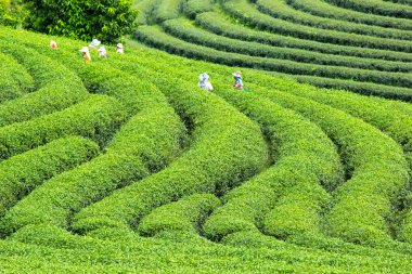 Yeşil çay hasat işçi 