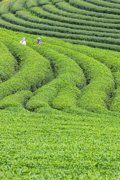 Raccolta di tè verde da parte dei lavoratori — Foto Stock