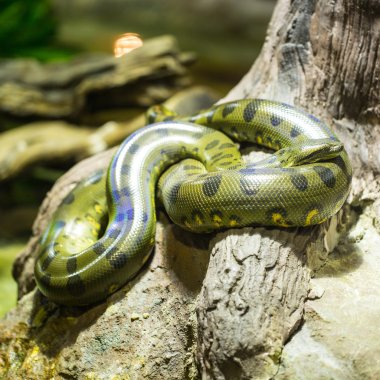 Green anaconda  clipart