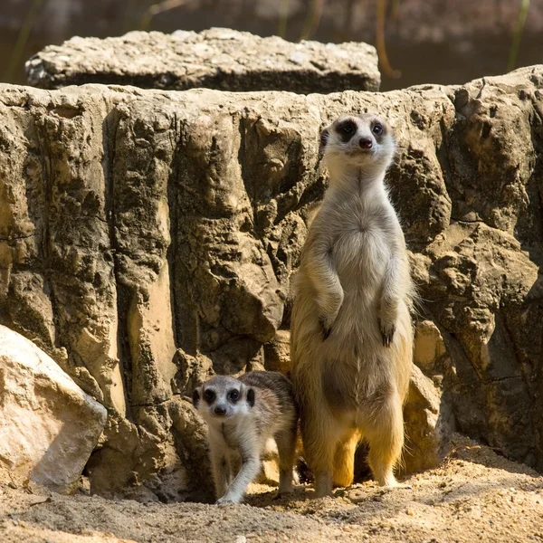 Meerkat — Stockfoto