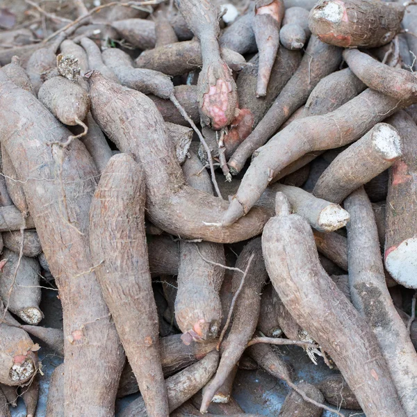 Cassava — Foto Stock