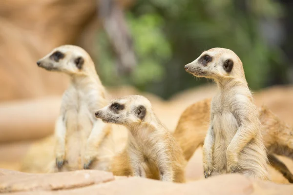 Bella Meerkats cercando qualcosa — Foto Stock