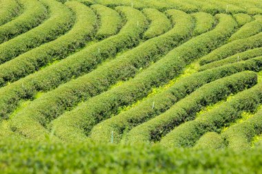 Yeşil çay bitki, işçi almak kadar yaprak 
