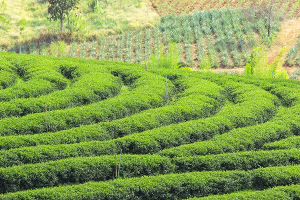 Impianto di tè verde — Foto Stock