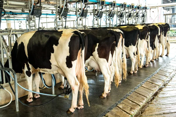 Lácteos máquina de ordeño vaca producir leche fresca Imagen de stock