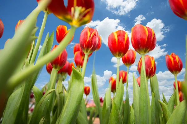 Tulipán contra el cielo azul — Foto de Stock