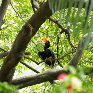 Borneo egzotik büyük Kartallar kuş