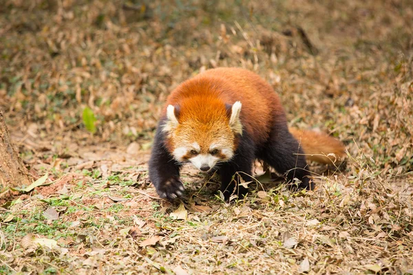 Red panda în căutarea camerei — Fotografie, imagine de stoc