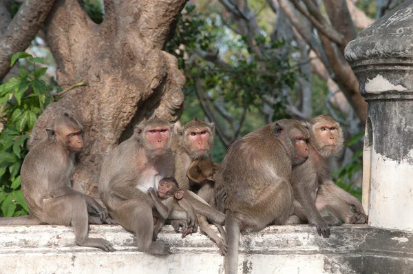 Monkeys Hang together — Stock Photo, Image