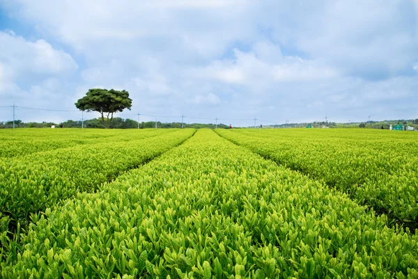 Impianto di tè verde — Foto Stock