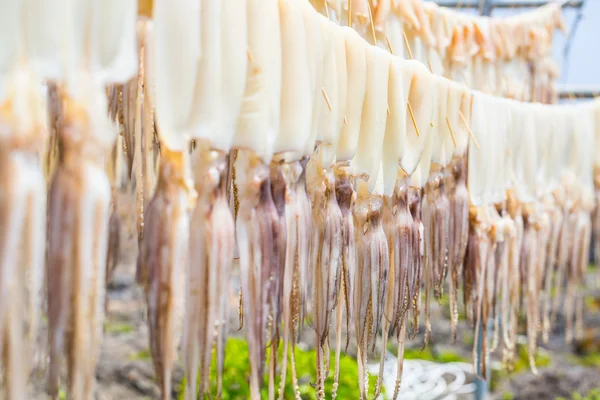 Squid — Stock Photo, Image