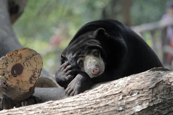 黑色熊 — 图库照片