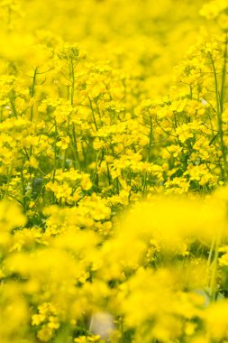 Alan tecavüz tohum çiçek