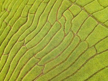 Baan Pa Bong Piang, Chiang Mai, Tayland 'daki pirinç tarlalarının güzel manzarası.
