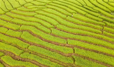Baan Pa Bong Piang, Chiang Mai, Tayland 'daki pirinç tarlalarının güzel manzarası.