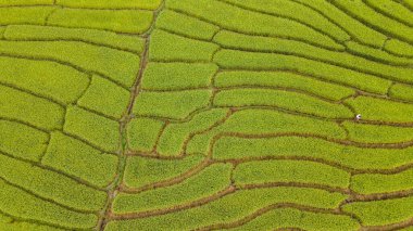 Baan Pa Bong Piang, Chiang Mai, Tayland 'daki pirinç tarlalarının güzel manzarası.