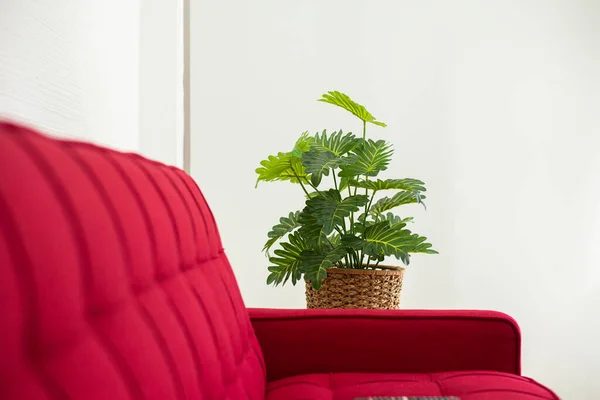 Plante Fraîche Feuilles Vertes Pot Dans Salon Design Intérieur Maison — Photo