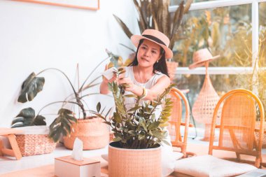 Güzel Asyalı kadın yapraklardaki tozu temizliyor, ev bitkilerinin yapraklarını temizliyor, bitki bakımı yapıyor.