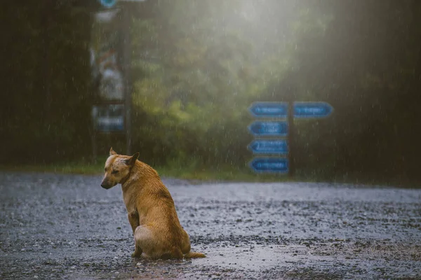 Dog Brown Color Sitting Rainy Outdoor — Stock Photo, Image