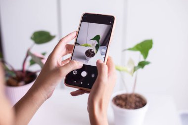 Ot içinde güzel bir bitki fotoğrafı çeken bir kadın, akıllı telefonlar, ev bitkileri.