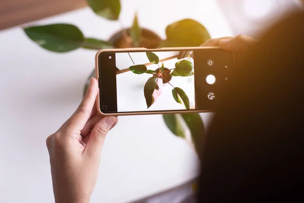 Frau Fotografiert Schöne Pflanze Topf Mit Handy Drinnen Zimmerpflanzen — Stockfoto