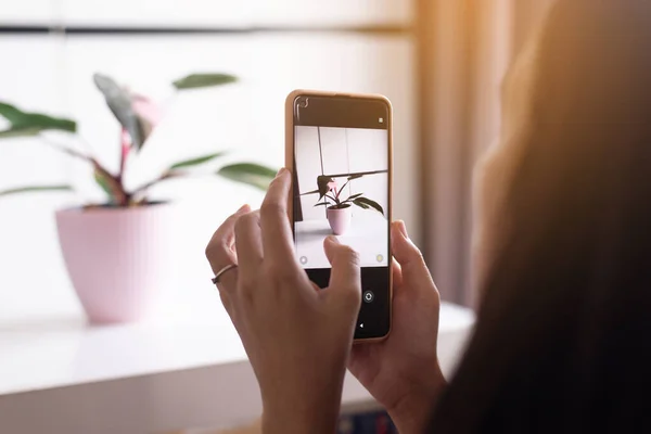 Vrouw Het Nemen Van Een Foto Mooie Plant Pot Met — Stockfoto