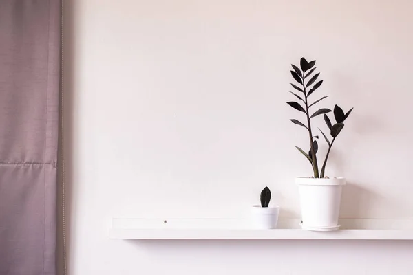 Zamioculcas Noir Pot Sur Étagère Design Intérieur Dans Salon Maison — Photo