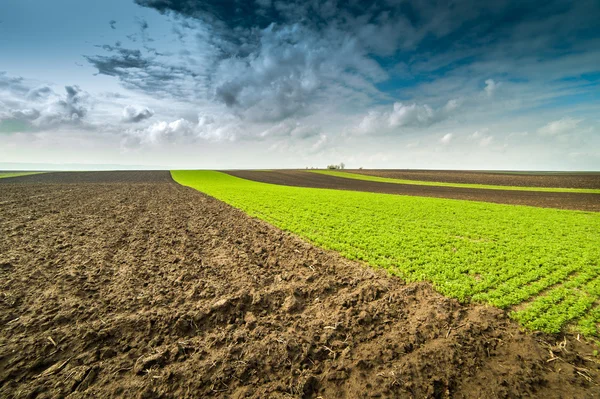 Campo di grano giovane — Foto Stock