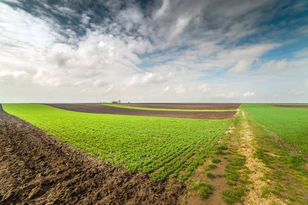 Campo di grano giovane — Foto Stock