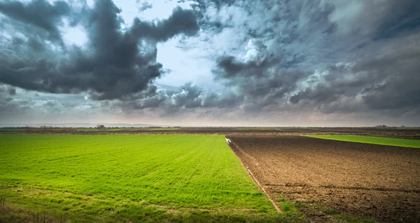 若い小麦畑 — ストック写真
