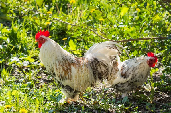 Rooster and hen — Stock Photo, Image