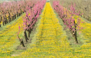 bir meyve bahçesi çiçekleri
