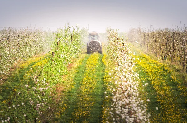 Tractor sprays insecticide