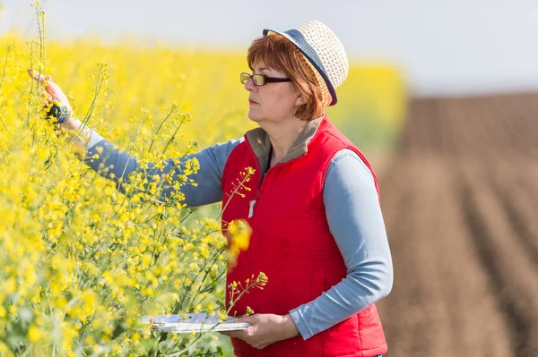 Nspecting kwaliteit van olie verkrachting — Stockfoto