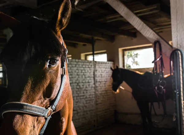 Hnědé koně ve stáji — Stock fotografie