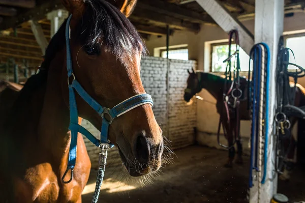 Hnědé koně ve stáji — Stock fotografie