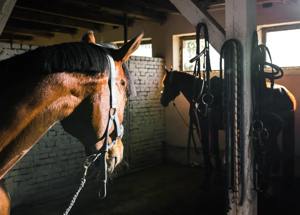 Бурые лошади в конюшне — стоковое фото