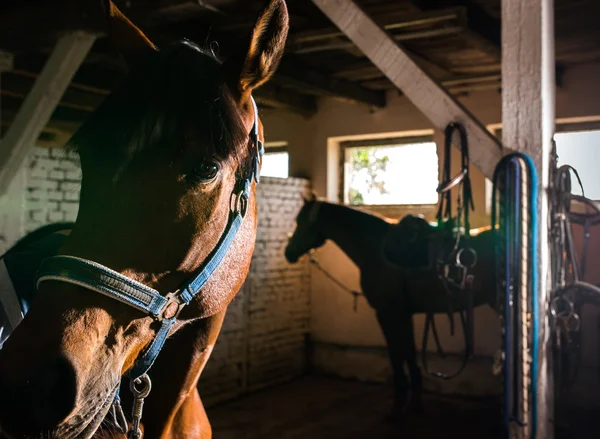 Hnědé koně ve stáji — Stock fotografie