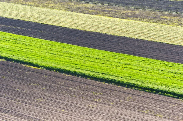 Genç buğday alanı — Stok fotoğraf
