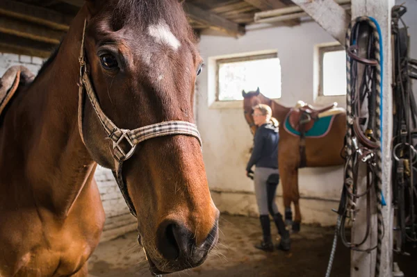 Brown paarden in de stal — Stockfoto