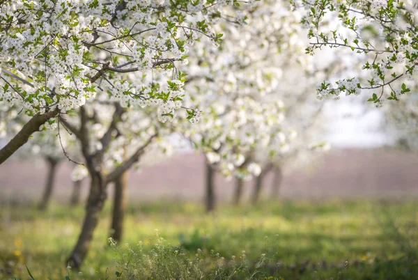 Blooming cherry orchard — Stock Photo, Image