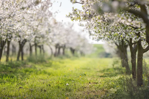 Verger de cerisiers en fleurs — Photo