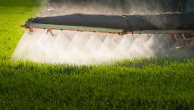 Traktör püskürtme buğday alanı