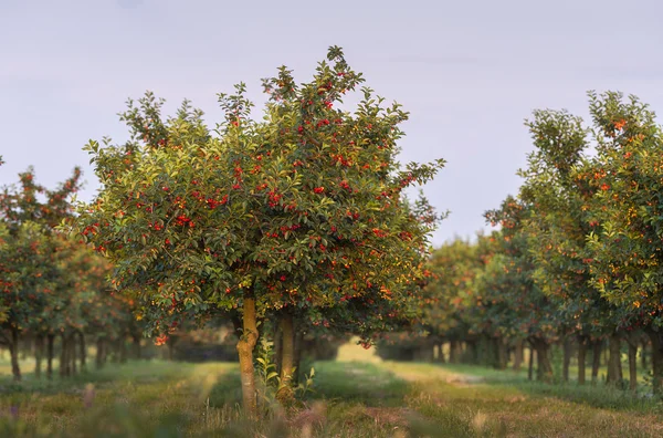 Kirschen auf Obstbäumen — Stockfoto