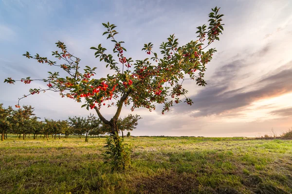 Kiraz meyve ağacı üzerinde — Stok fotoğraf