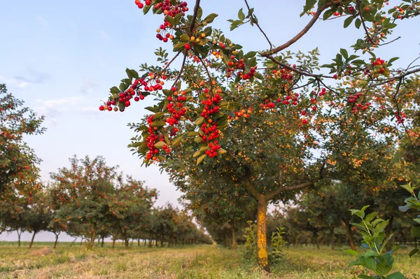 Kiraz meyve ağacı üzerinde — Stok fotoğraf