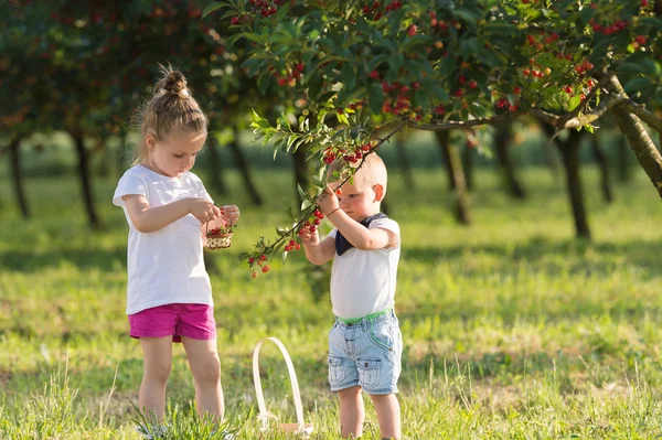 Kids picking cherry — Stock Photo, Image