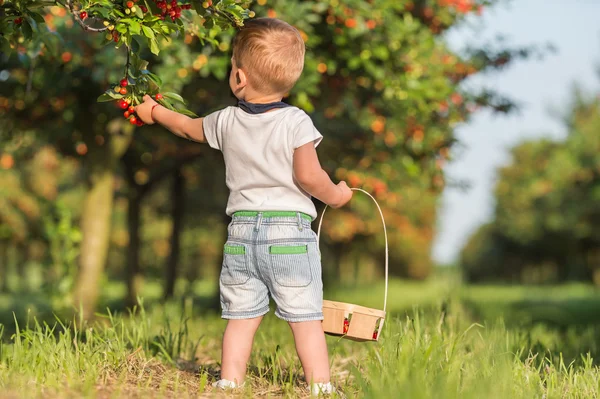 Boy picking cherry — Stock Photo, Image